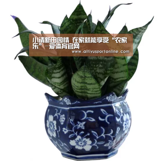 爱体育